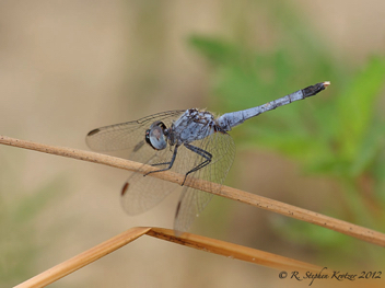 Erythrodiplax minuscula, male